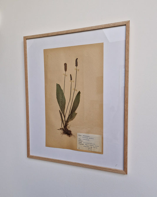 Vintage 1950s Swedish Herbarium Botanical Specimens (Oak Framed)