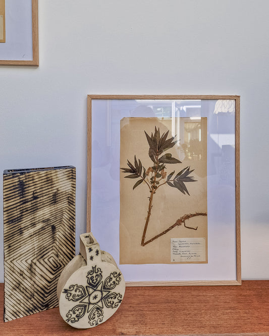 Vintage 1950s Swedish Herbarium Botanical Specimens (Oak Framed)