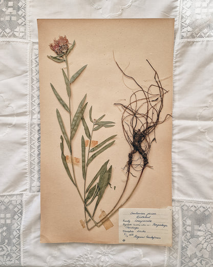 Vintage 1950s Swedish Herbarium Botanical Specimens (Not Framed)