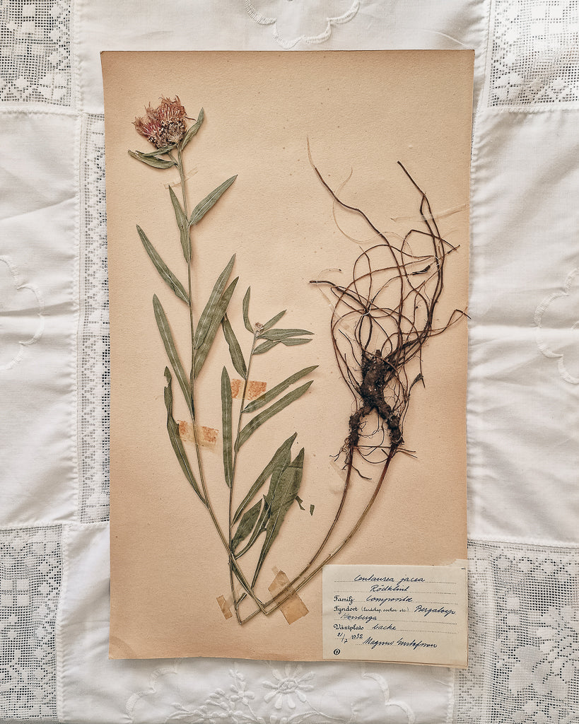 Vintage 1950s Swedish Herbarium Botanical Specimens (Oak Framed)