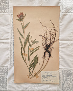 Vintage 1950s Swedish Herbarium Botanical Specimens (Oak Framed)