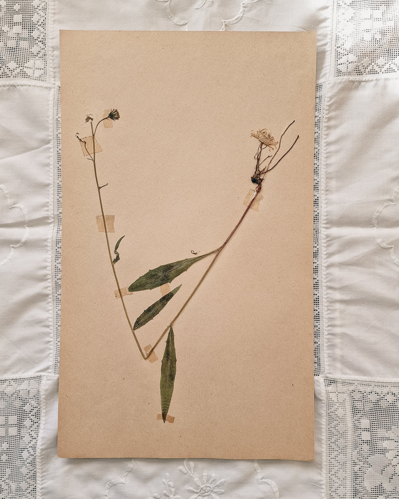 Vintage 1950s Swedish Herbarium Botanical Specimens (Oak Framed)