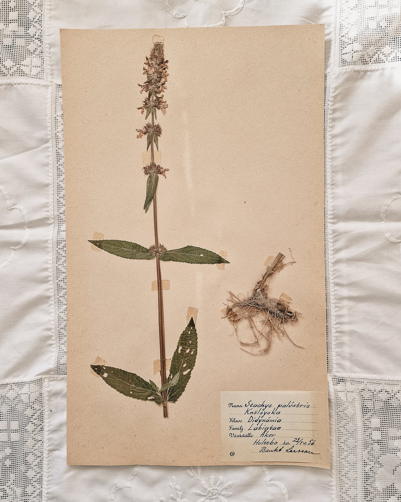 Vintage 1950s Swedish Herbarium Botanical Specimens (Oak Framed)