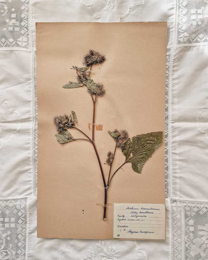 Vintage 1950s Swedish Herbarium Botanical Specimens (Not Framed)