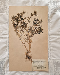 Vintage 1950s Swedish Herbarium Botanical Specimens (Oak Framed)