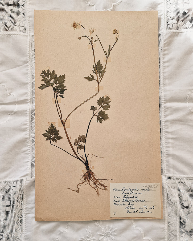 Vintage 1950s Swedish Herbarium Botanical Specimens (Oak Framed)