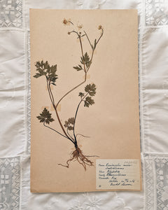Vintage 1950s Swedish Herbarium Botanical Specimens (Oak Framed)