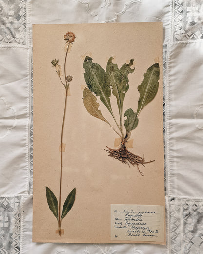 Vintage 1950s Swedish Herbarium Botanical Specimens (Not Framed)