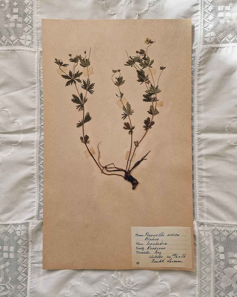 Vintage 1950s Swedish Herbarium Botanical Specimens (Oak Framed)