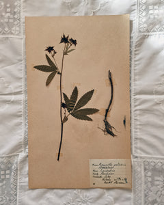 Vintage 1950s Swedish Herbarium Botanical Specimens (Oak Framed)