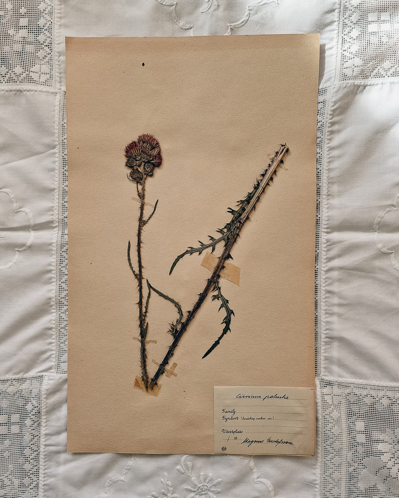 Vintage 1950s Swedish Herbarium Botanical Specimens (Oak Framed)