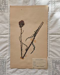 Vintage 1950s Swedish Herbarium Botanical Specimens (Oak Framed)