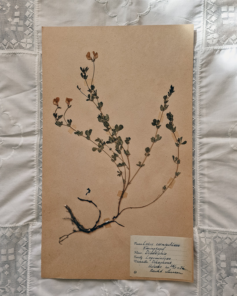 Vintage 1950s Swedish Herbarium Botanical Specimens (Not Framed)