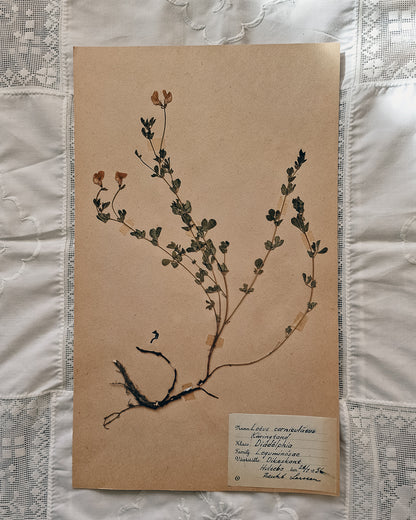 Vintage 1950s Swedish Herbarium Botanical Specimens (Not Framed)
