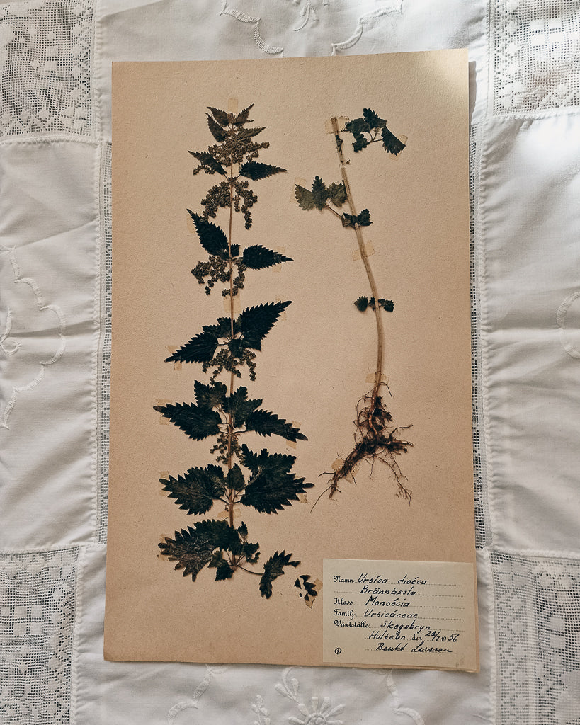 Vintage 1950s Swedish Herbarium Botanical Specimens (Oak Framed)