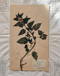 Vintage 1950s Swedish Herbarium Botanical Specimens (Oak Framed)