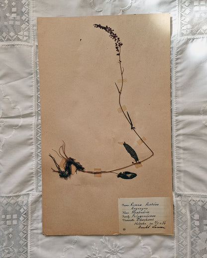 Vintage 1950s Swedish Herbarium Botanical Specimens (Not Framed)