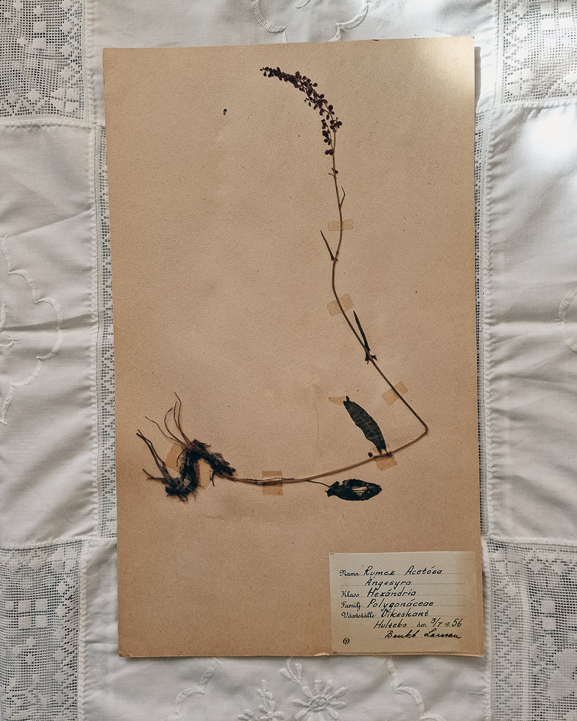 Vintage 1950s Swedish Herbarium Botanical Specimens (Oak Framed)