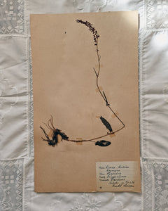 Vintage 1950s Swedish Herbarium Botanical Specimens (Oak Framed)