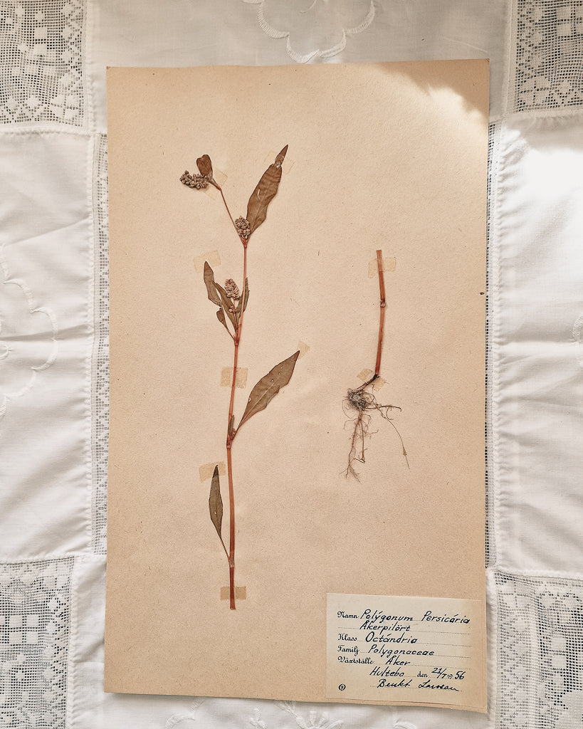 Vintage 1950s Swedish Herbarium Botanical Specimens (Not Framed)