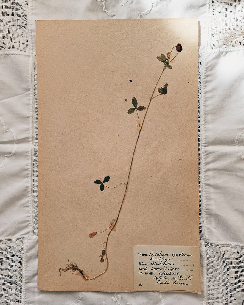 Vintage 1950s Swedish Herbarium Botanical Specimens (Oak Framed)