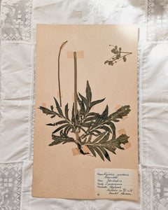 Vintage 1950s Swedish Herbarium Botanical Specimens (Oak Framed)