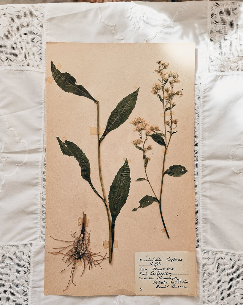 Vintage 1950s Swedish Herbarium Botanical Specimens (Oak Framed)