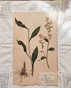 Vintage 1950s Swedish Herbarium Botanical Specimens (Oak Framed)