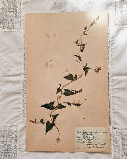 Vintage 1950s Swedish Herbarium Botanical Specimens (Not Framed)
