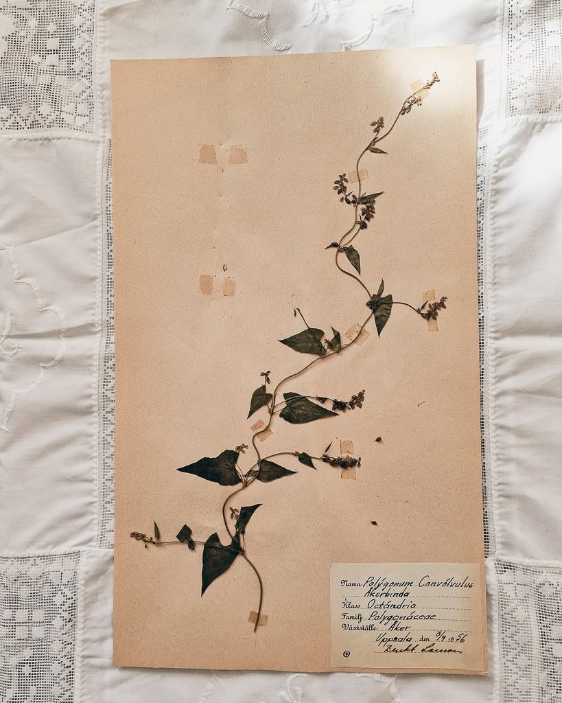 Vintage 1950s Swedish Herbarium Botanical Specimens (Oak Framed)