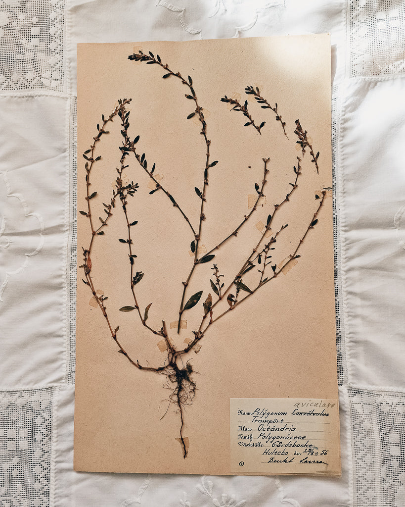 Vintage 1950s Swedish Herbarium Botanical Specimens (Oak Framed)