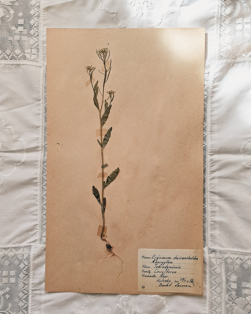 Vintage 1950s Swedish Herbarium Botanical Specimens (Oak Framed)