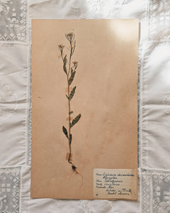 Vintage 1950s Swedish Herbarium Botanical Specimens (Oak Framed)