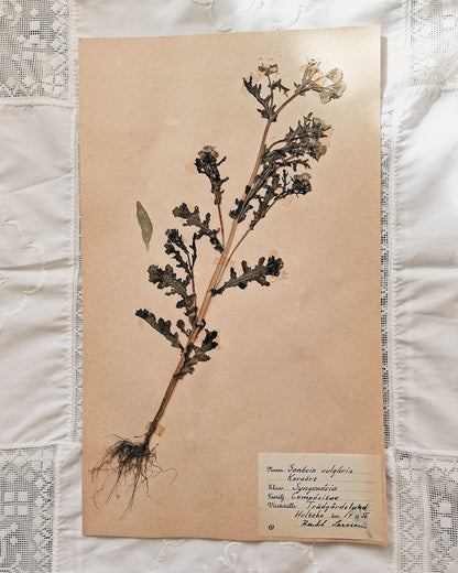Vintage 1950s Swedish Herbarium Botanical Specimens (Not Framed)