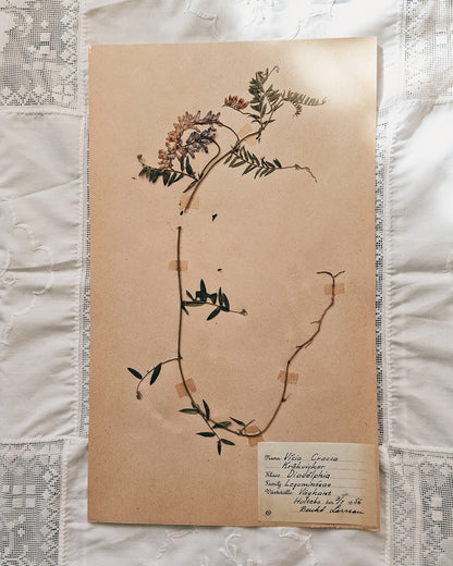 Vintage 1950s Swedish Herbarium Botanical Specimens (Not Framed)