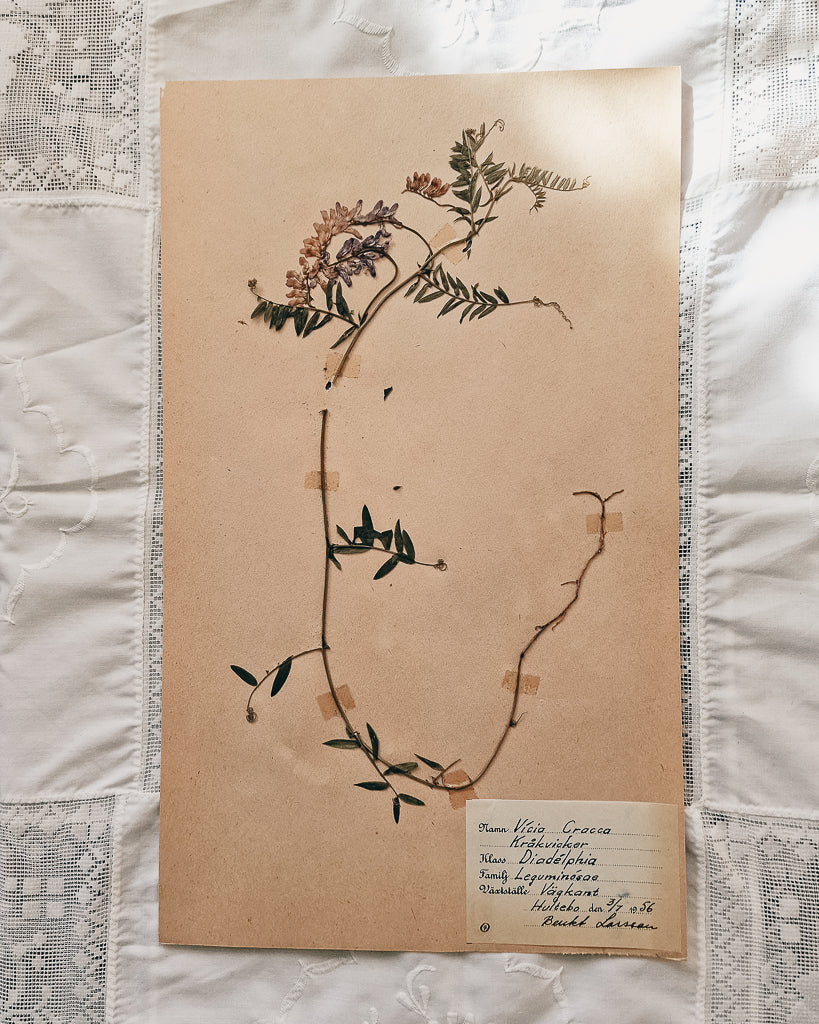 Vintage 1950s Swedish Herbarium Botanical Specimens (Oak Framed)