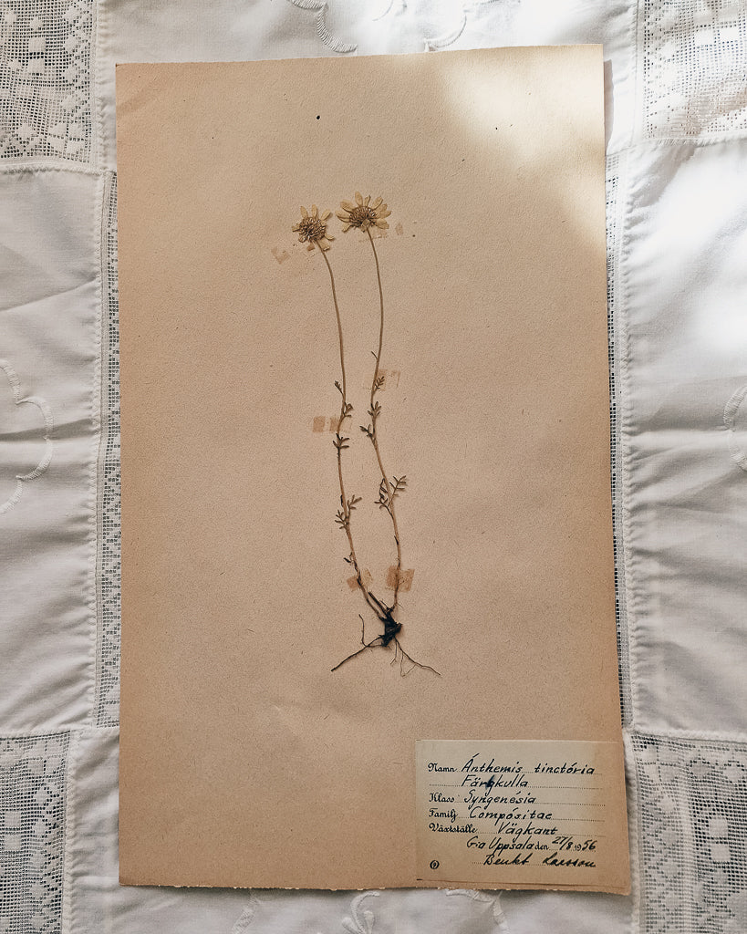 Vintage 1950s Swedish Herbarium Botanical Specimens (Oak Framed)