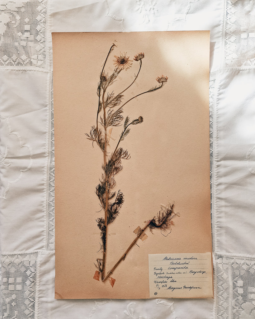 Vintage 1950s Swedish Herbarium Botanical Specimens (Oak Framed)