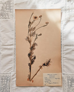 Vintage 1950s Swedish Herbarium Botanical Specimens (Oak Framed)