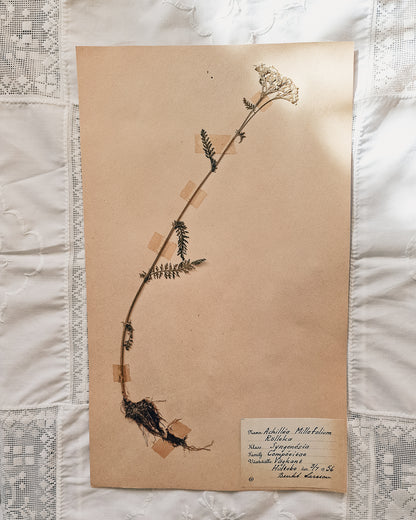 Vintage 1950s Swedish Herbarium Botanical Specimens (Not Framed)