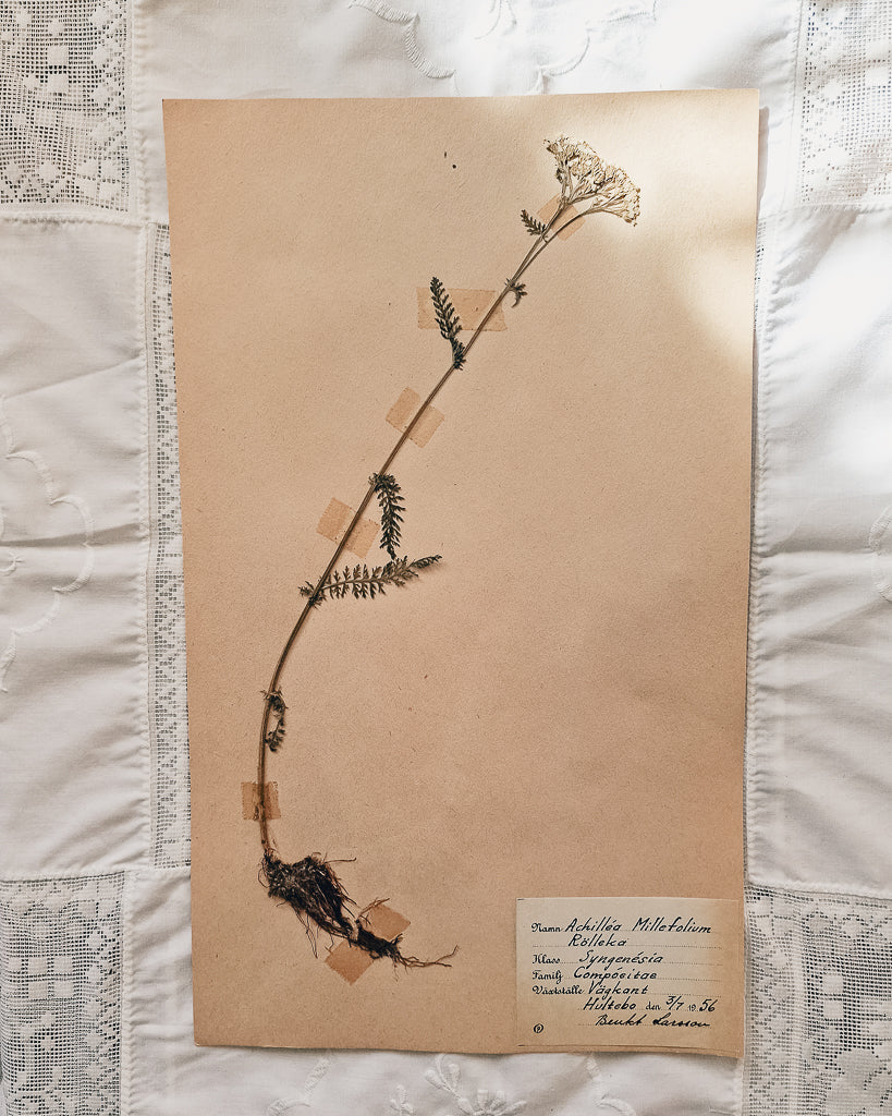 Vintage 1950s Swedish Herbarium Botanical Specimens (Oak Framed)