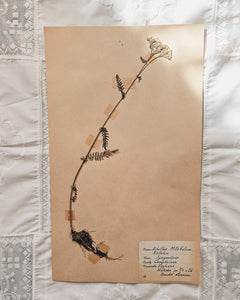 Vintage 1950s Swedish Herbarium Botanical Specimens (Oak Framed)