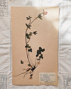 Vintage 1950s Swedish Herbarium Botanical Specimens (Oak Framed)