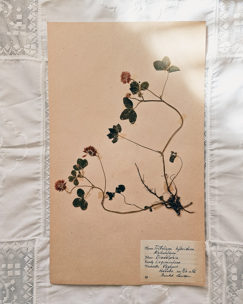 Vintage 1950s Swedish Herbarium Botanical Specimens (Oak Framed)