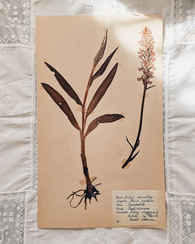 Vintage 1950s Swedish Herbarium Botanical Specimens (Not Framed)