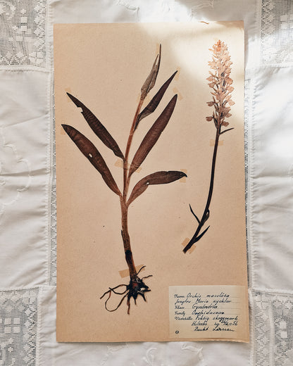 Vintage 1950s Swedish Herbarium Botanical Specimens (Not Framed)