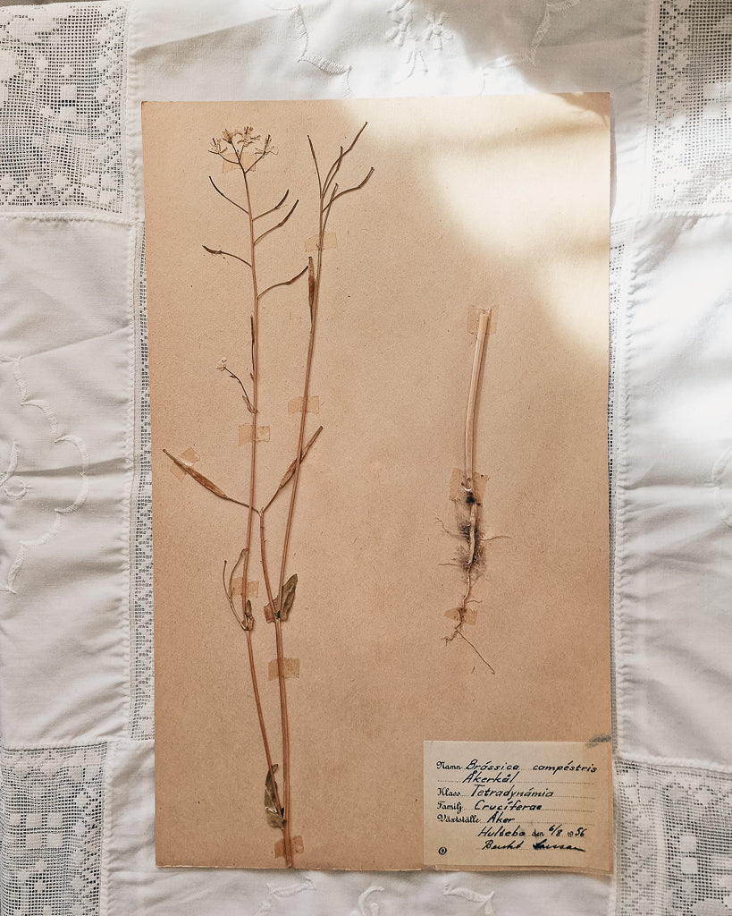 Vintage 1950s Swedish Herbarium Botanical Specimens (Oak Framed)