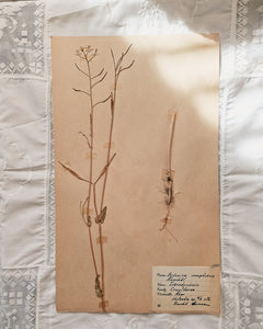 Vintage 1950s Swedish Herbarium Botanical Specimens (Oak Framed)