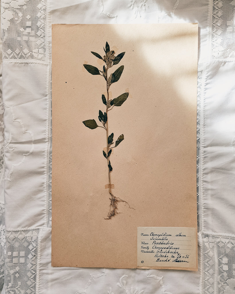 Vintage 1950s Swedish Herbarium Botanical Specimens (Oak Framed)