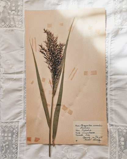 Vintage 1950s Swedish Herbarium Botanical Specimens (Not Framed)